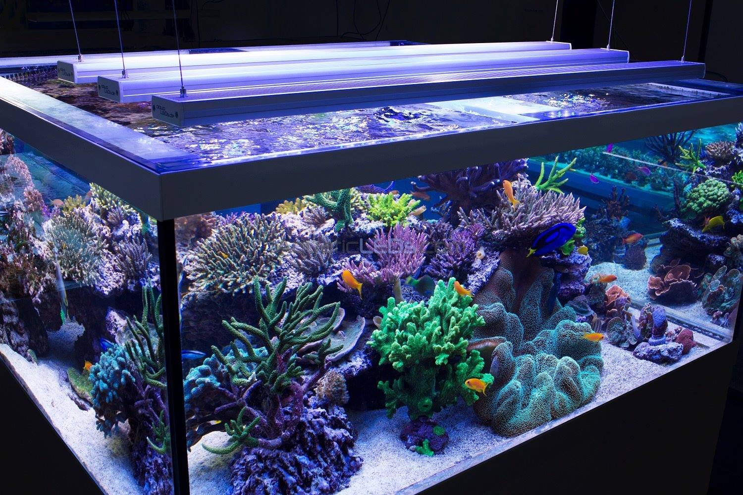 Top 5 Aquarium LED Lights - How To Choose The Right One For Your Tank