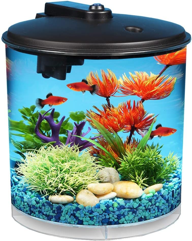 The Best Betta Fish Tanks: Our Top Picks