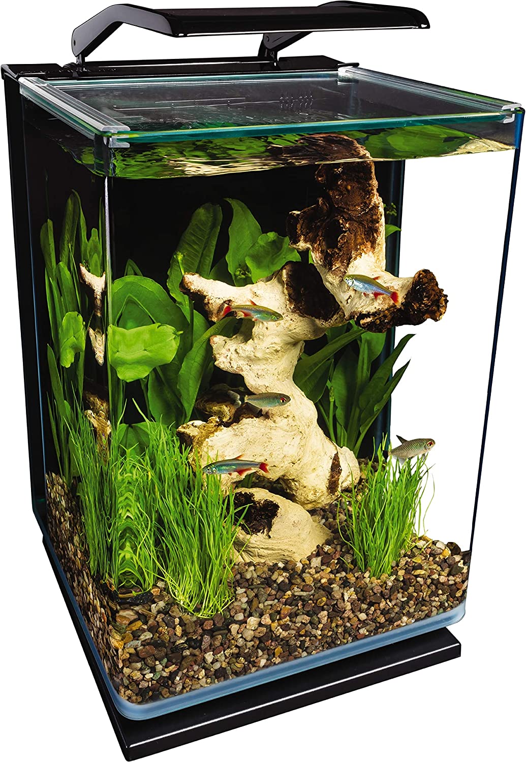 The Best Betta Fish Tanks: Our Top Picks