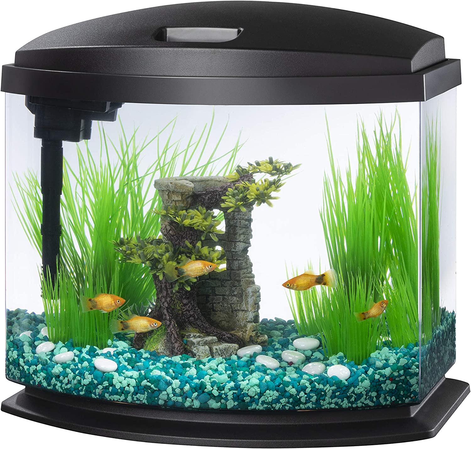 The Best Betta Fish Tanks: Our Top Picks