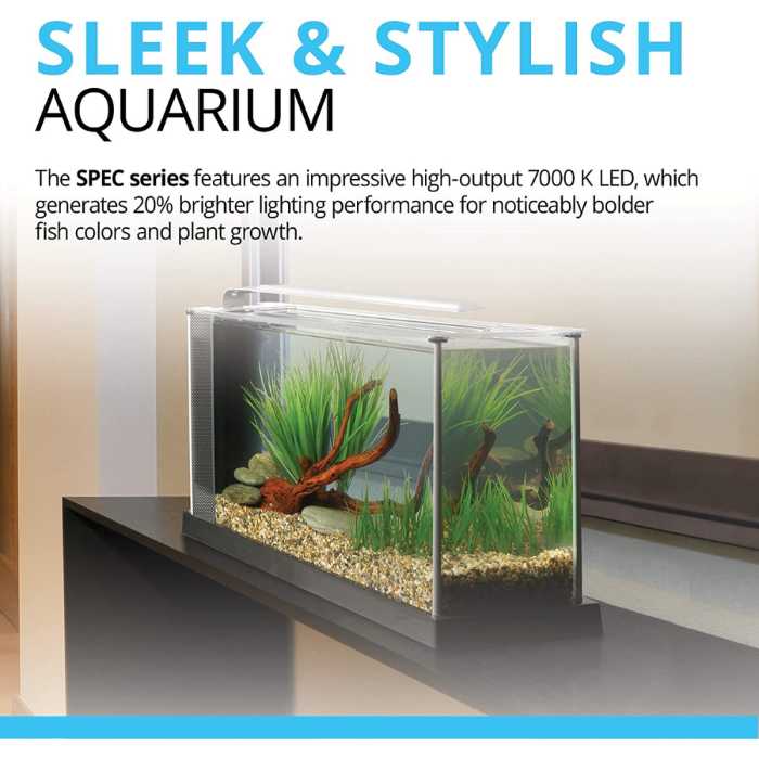 The Best Betta Fish Tanks: Our Top Picks