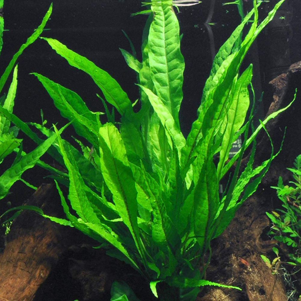 The Best Aquarium Plants to Bring Life to Your Tank