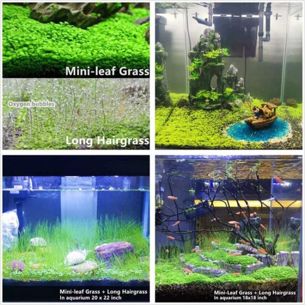 The Best Aquarium Plants to Bring Life to Your Tank