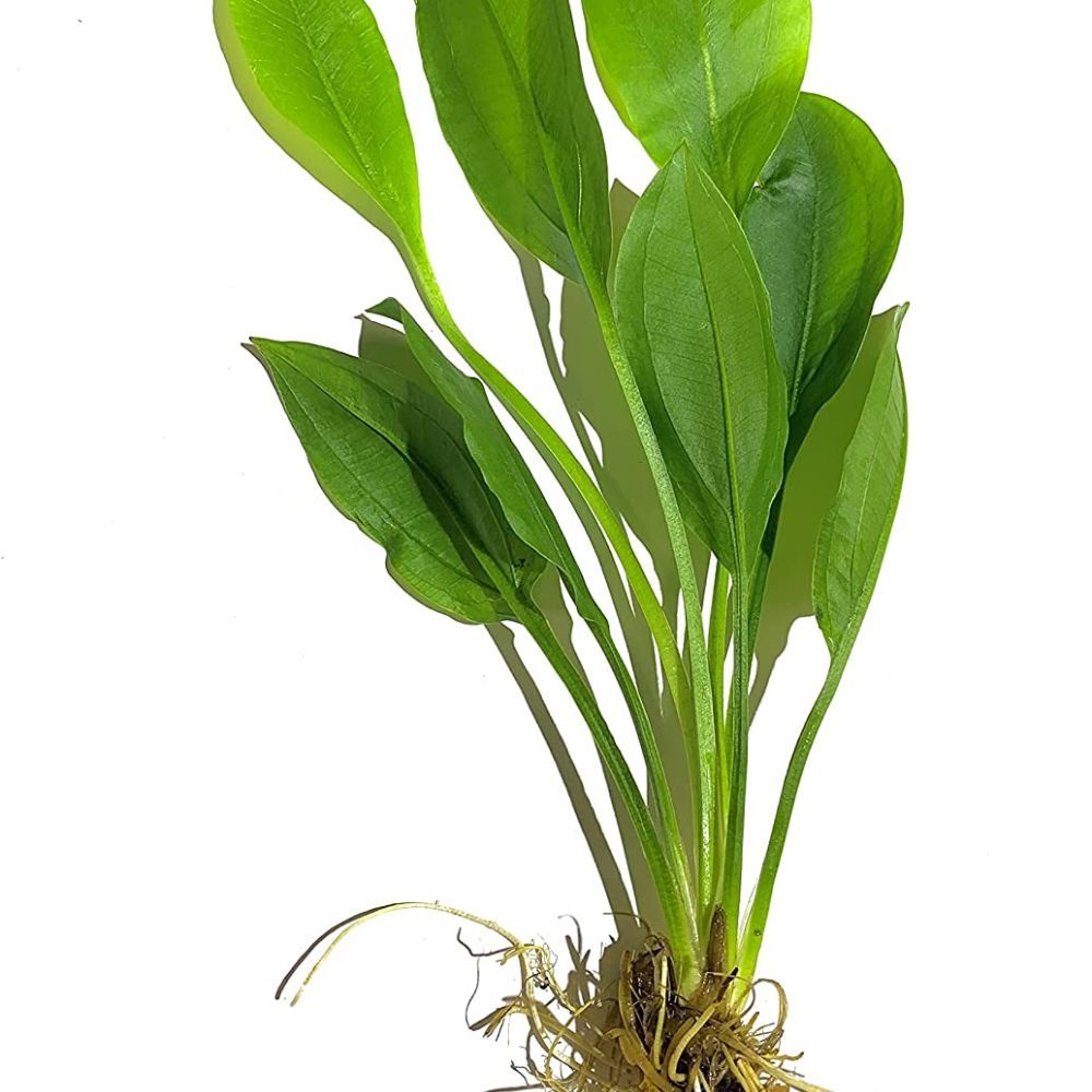 The Best Aquarium Plants to Bring Life to Your Tank