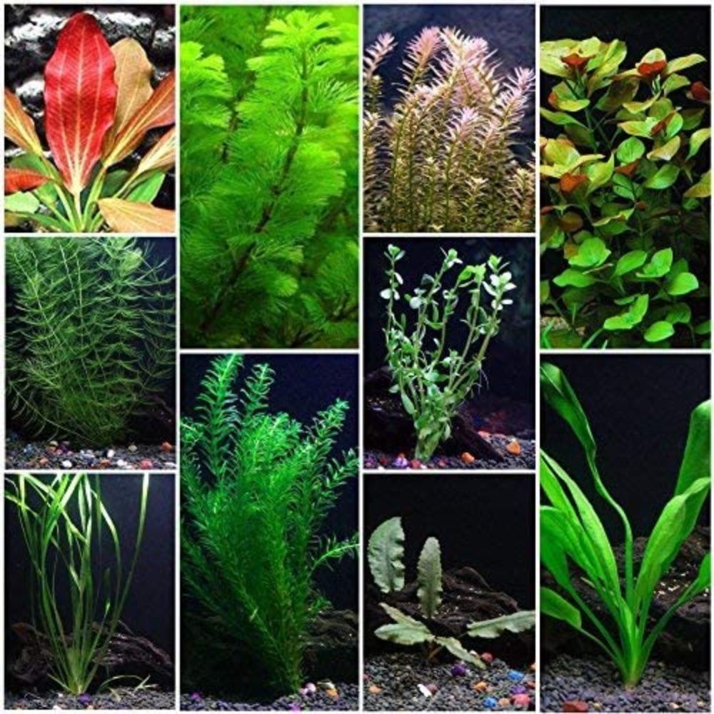 The Best Aquarium Plants to Bring Life to Your Tank