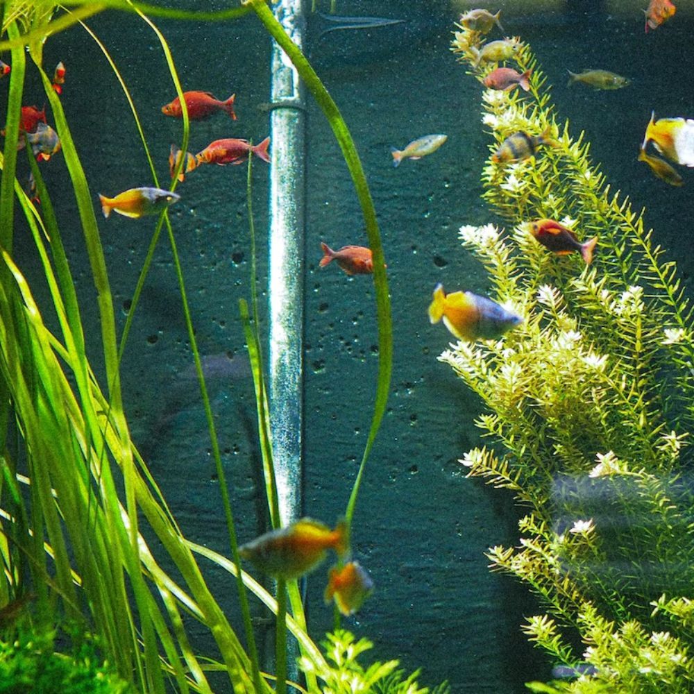 The Best Aquarium Plants to Bring Life to Your Tank