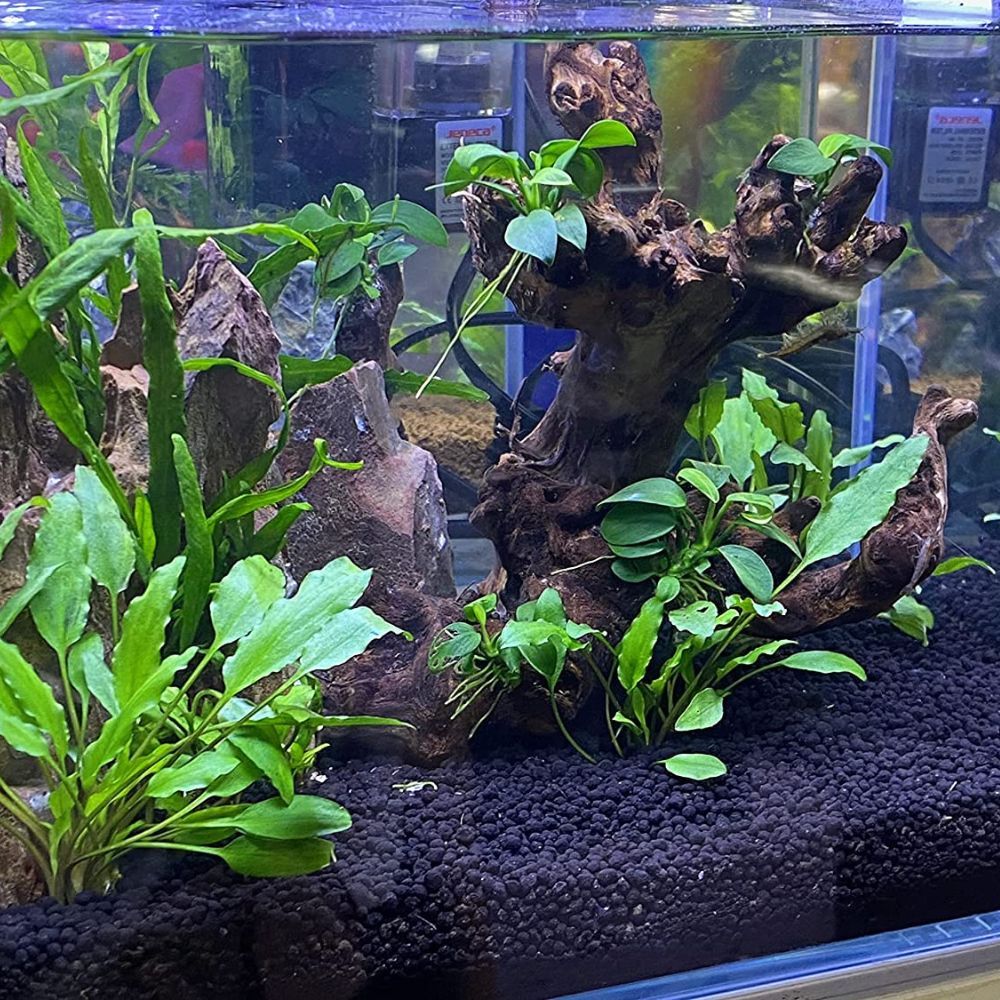 The 5 Best Planted Aquarium Substrates: Product Reviews and Why They're the Best