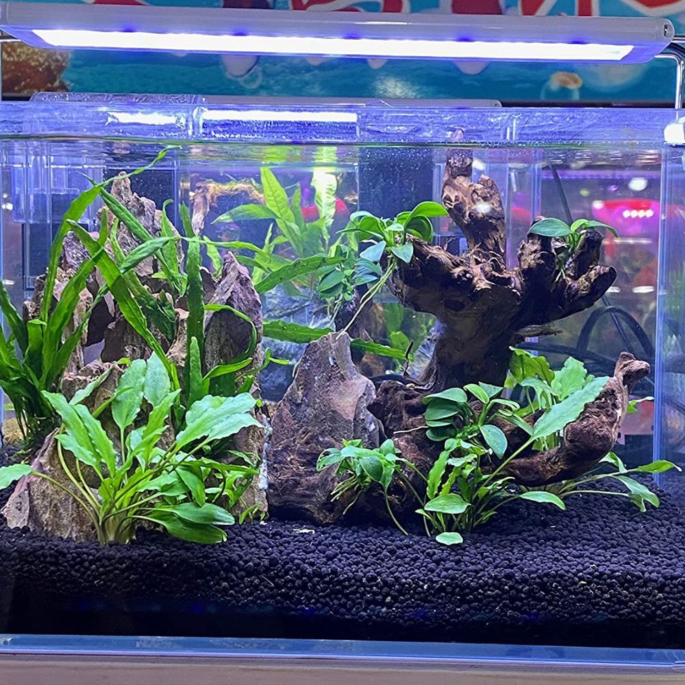 The 5 Best Planted Aquarium Substrates: Product Reviews and Why They're the Best