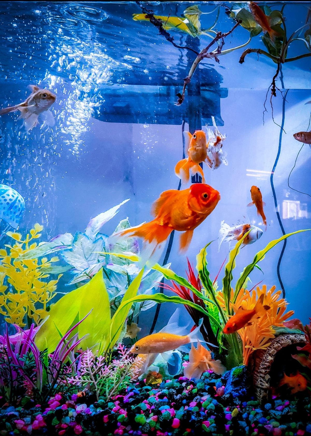 4 Best 20 Gallon Fish Tank Kits: Product Review