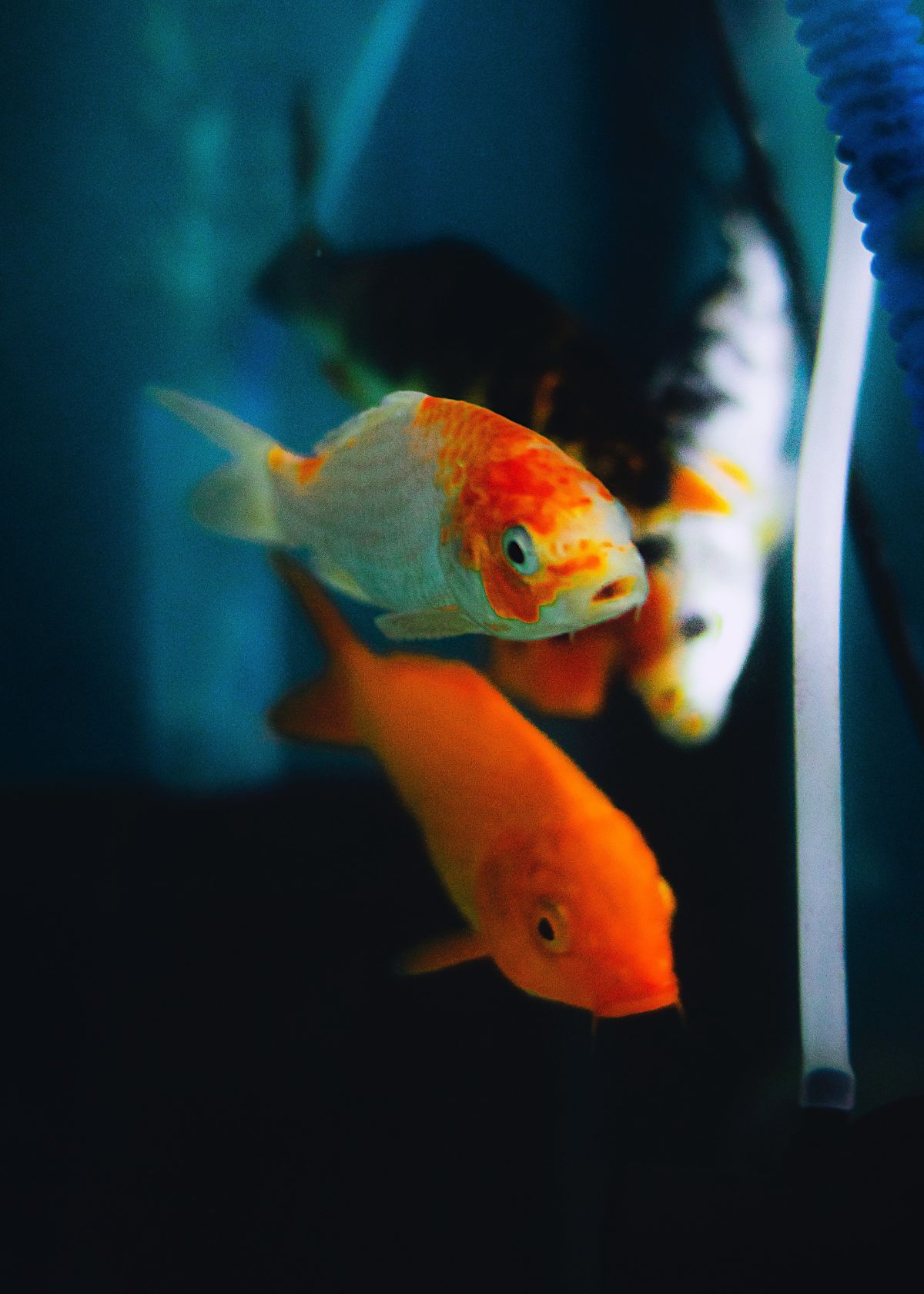 Aquarium Internal Filter