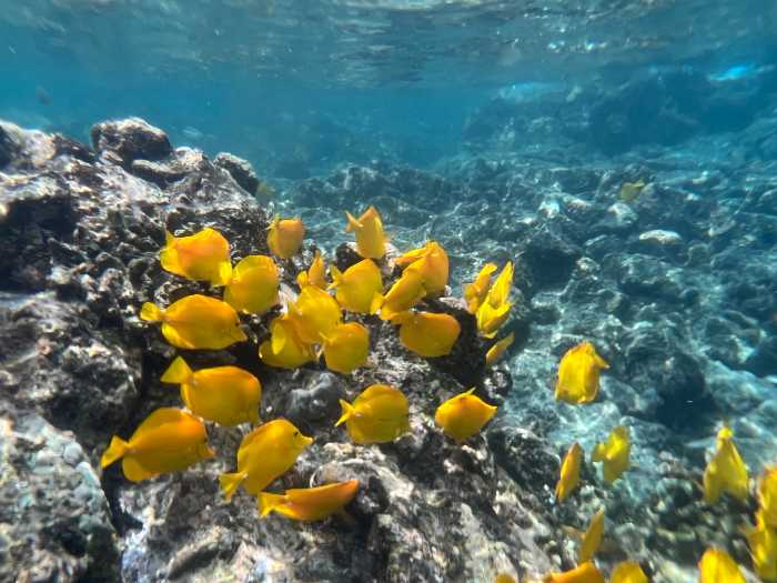 The Top Five Best Saltwater Fish Foods