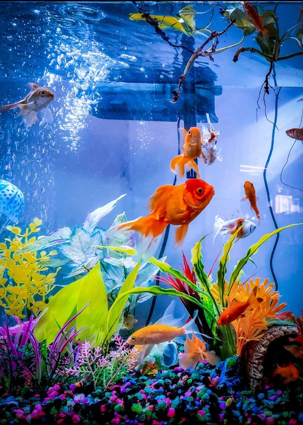 4 Best 20 Gallon Fish Tank Kits: Product Review