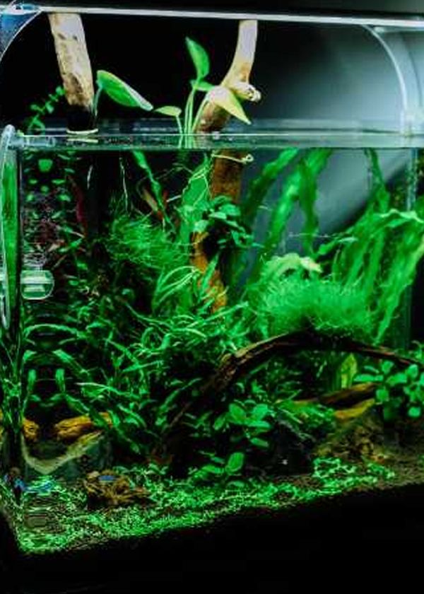 Top 5 Best Aquarium Filters: Product Review
