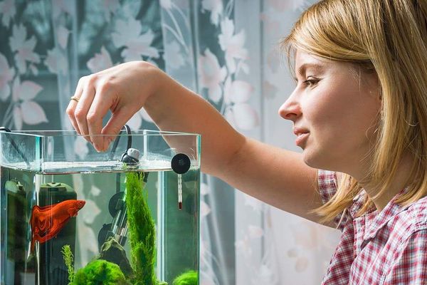 The Best Betta Fish Food: What You Need to Know