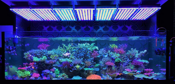 Top 5 Aquarium LED Lights - How To Choose The Right One For Your Tank