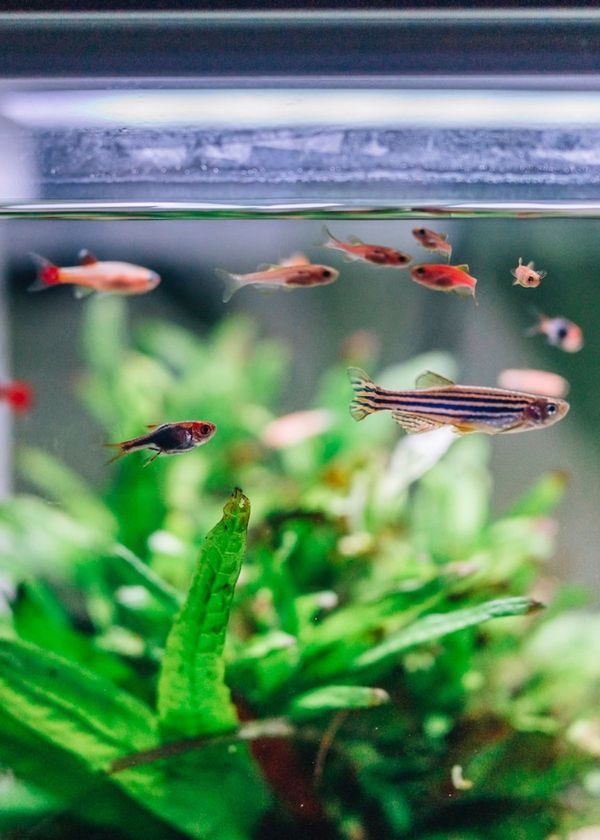 The Best Aquarium Plants to Bring Life to Your Tank